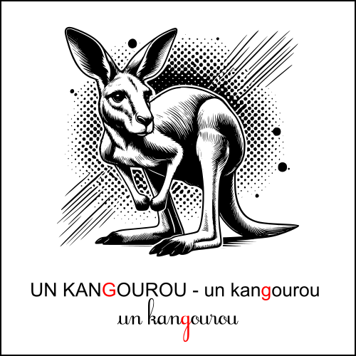 kangourou